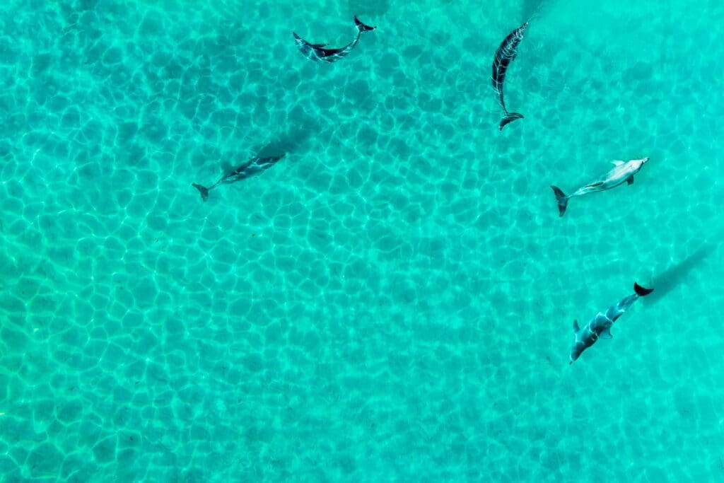aerial view of dolphins