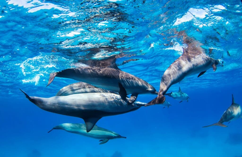 dolphins under water