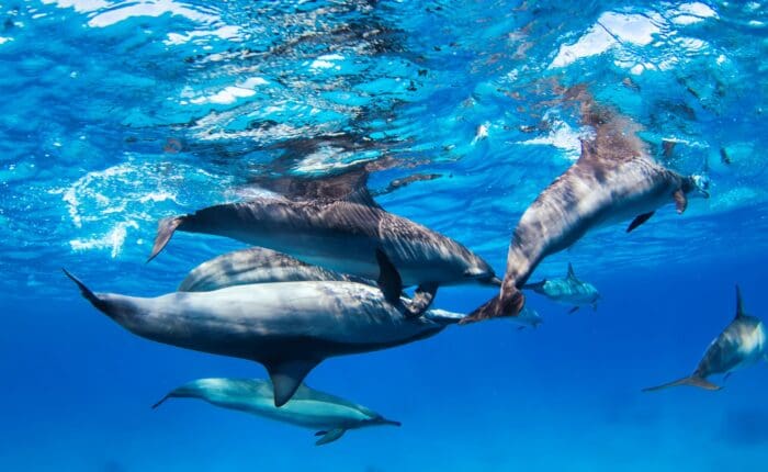 dolphins under water